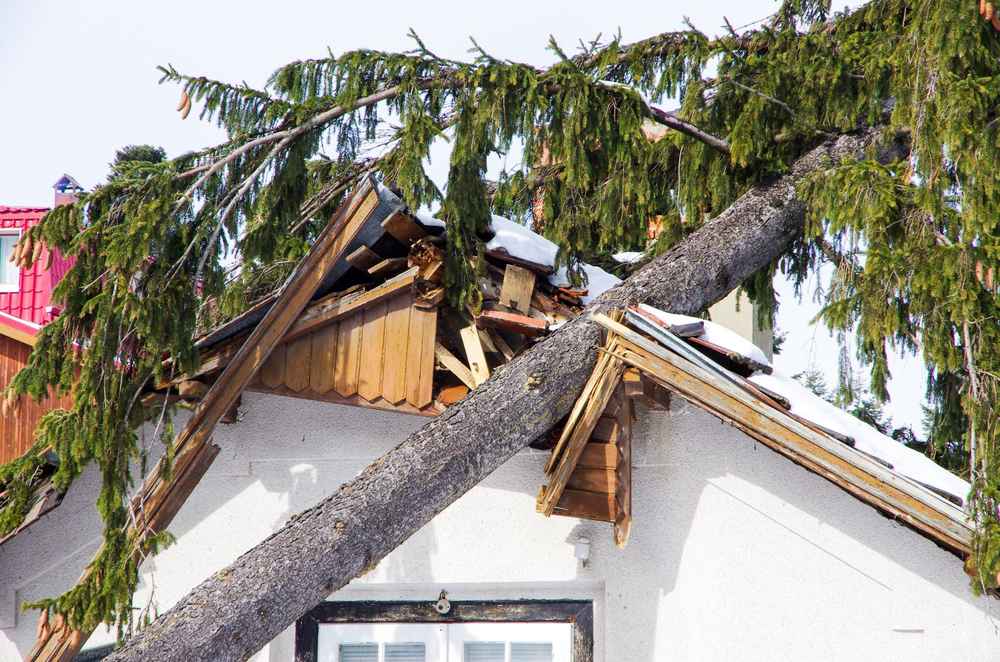 5 Things To Do When A Tree Lands On Your Houston Roofs